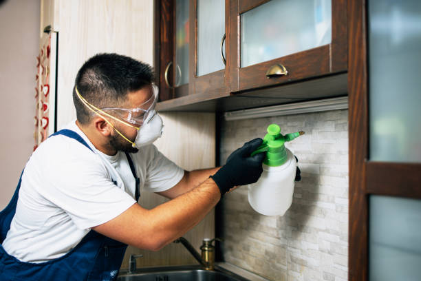 Best Pest Control Treatment  in Little Flock, AR