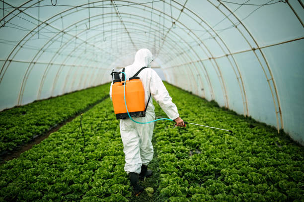 Best Pest Removal Services  in Little Flock, AR