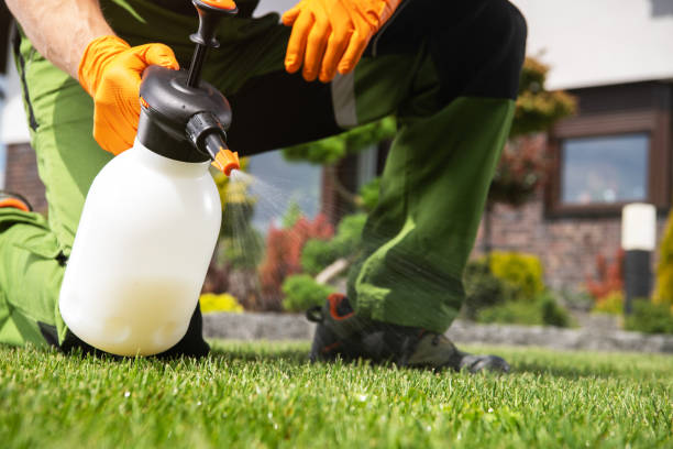Best Pest Control Near Me  in Little Flock, AR