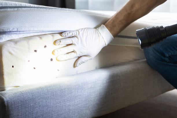 Best Commercial Pest Control Services  in Little Flock, AR
