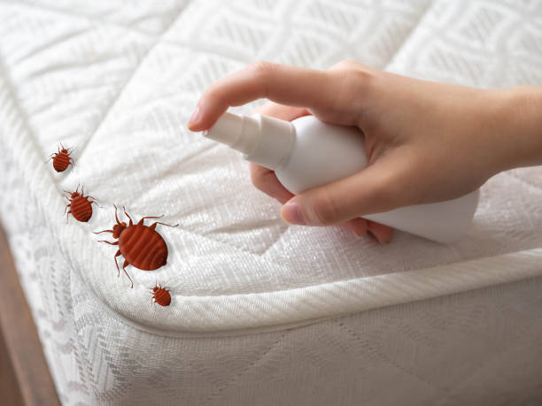 Best Local Pest Control Services  in Little Flock, AR