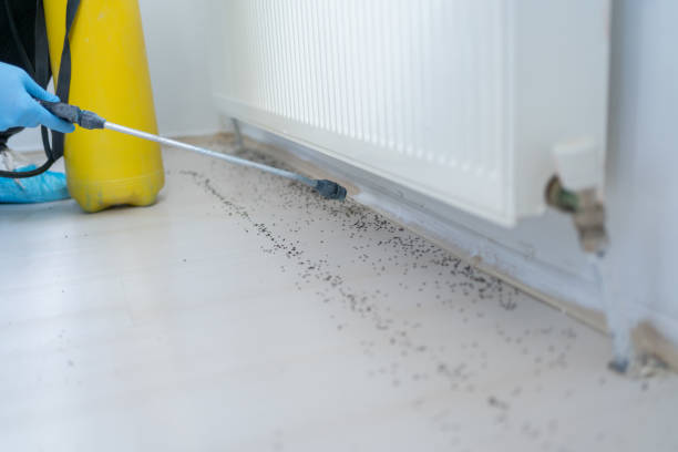 Best Affordable Pest Control Services  in Little Flock, AR